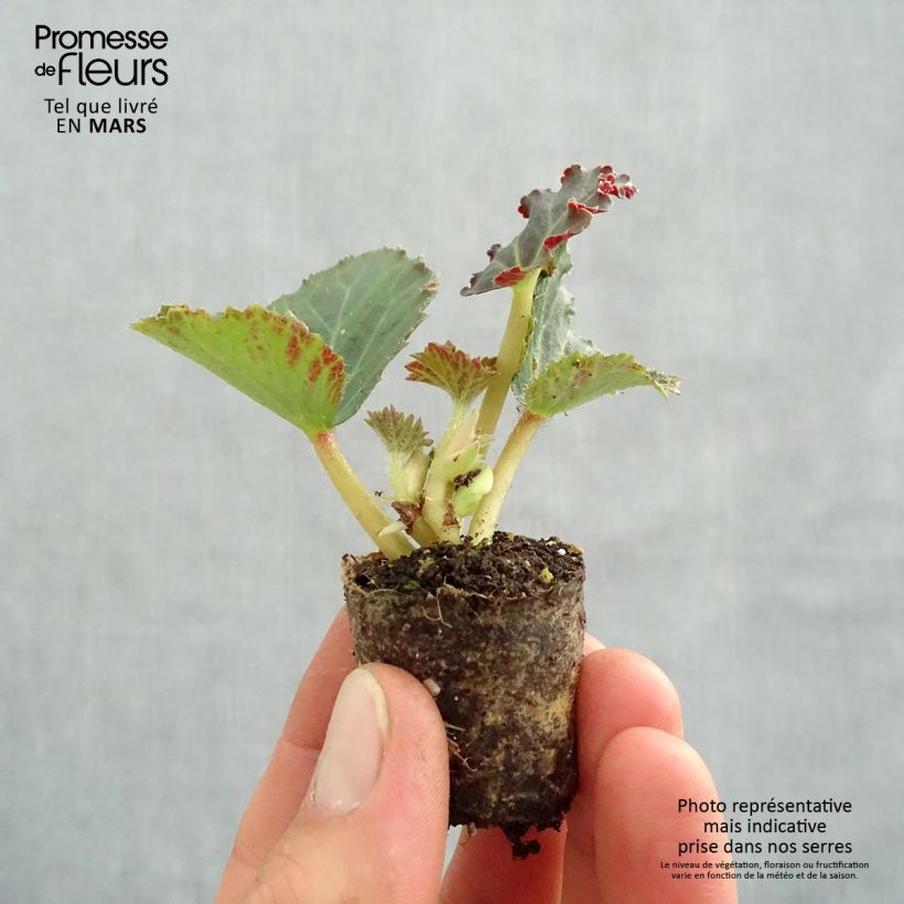 Spécimen de Bégonia retombant Fragrant Falls Peach en Mini-mottes Mini-motte Ø 3/4 cm tel que livré au printemps
