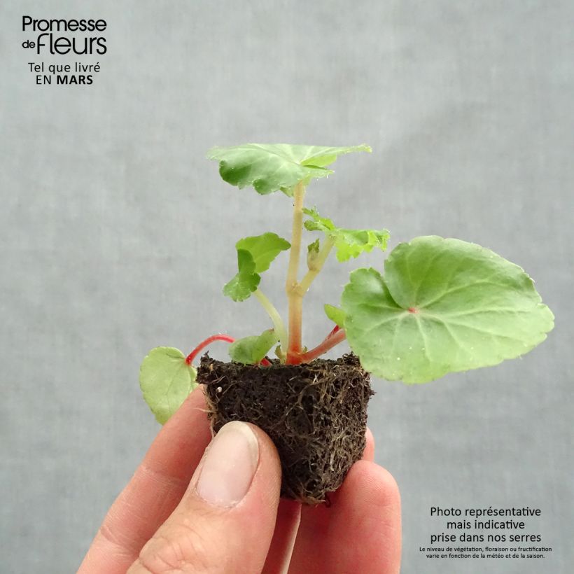 Spécimen de Bégonia retombant Illumination Ecarlate Mini-motte Ø 3/4 cm tel que livré au printemps