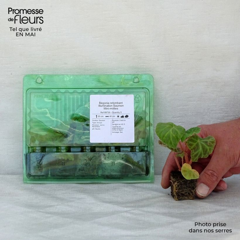 Spécimen de Bégonia retombant Illumination Saumon Mini-mottes Mini-motte Ø 3/4 cm tel que livré au printemps