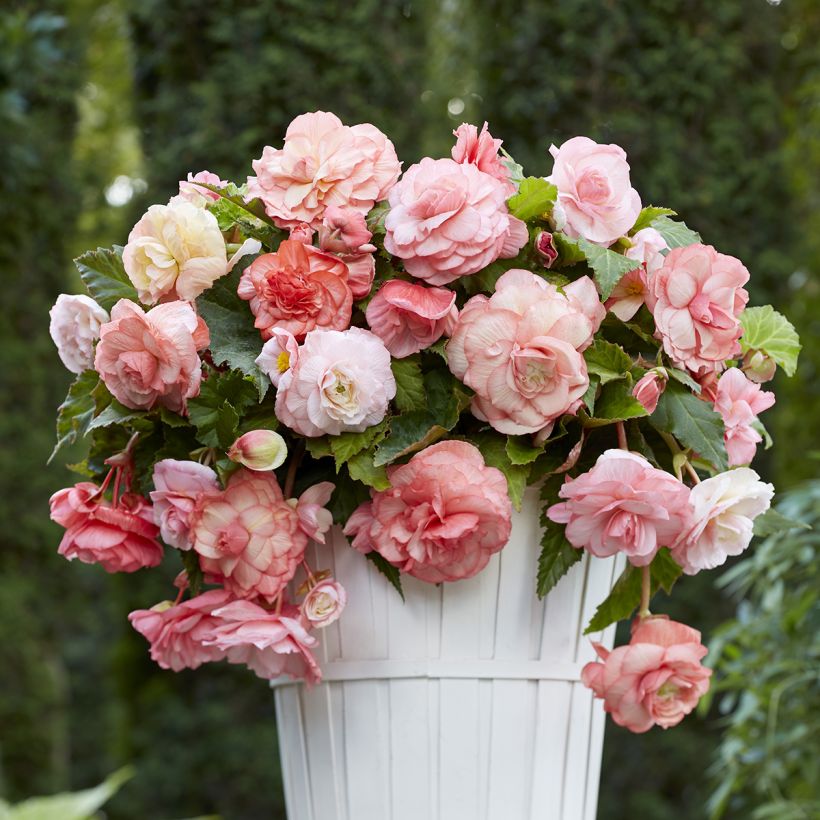 Bégonia double retombant Splendide Flamenca (Port)