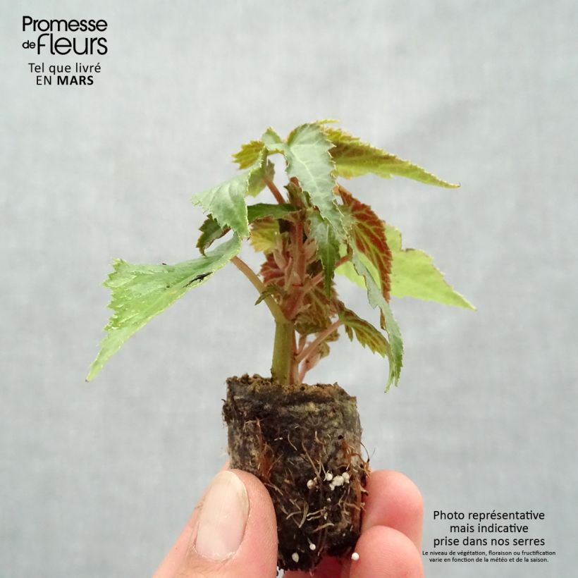 Spécimen de Bégonia retombant Summerwings Apricot en Mini motte Mini-motte Ø 3/4 cm tel que livré au printemps