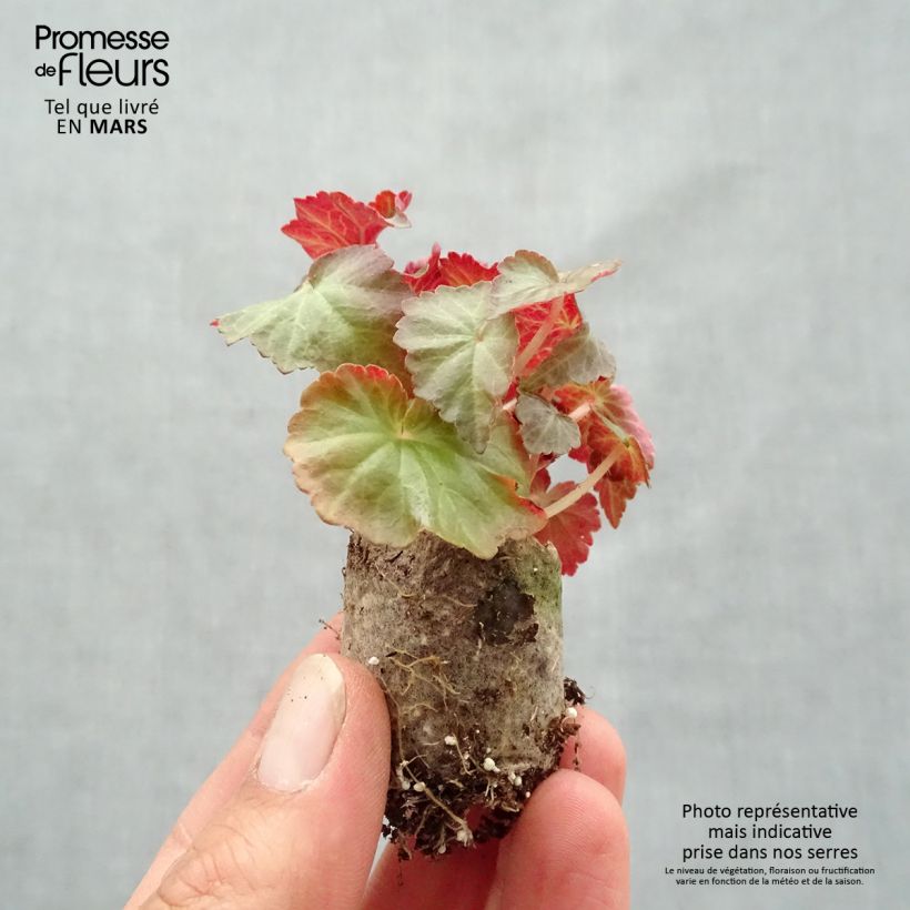 Spécimen de Bégonia retombant Summerwings Dark Elegance Mini-motte Ø 3/4 cm, Plant vert d'environ 5 à 10 cm de hauteur tel que livré au printemps