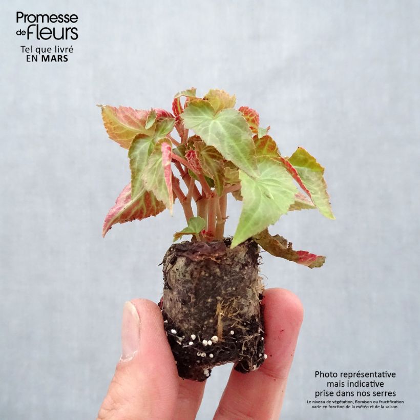 Spécimen de Bégonia retombant Summerwings Pink Elegance Mini-motte Ø 3/4 cm, Plant vert d'environ 5 à 10 cm de hauteur tel que livré au printemps