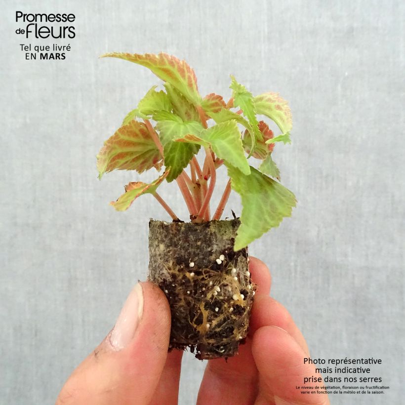 Spécimen de Begonia retombant Summerwings White Elegance Mini-motte Ø 3/4 cm, Plant vert d'environ 5 à 10 cm de hauteur tel que livré au printemps