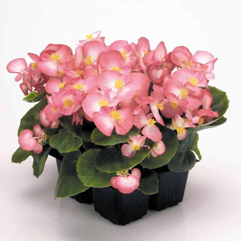 Begonia semperflorens Mascotte Bicolour Improved (Port)