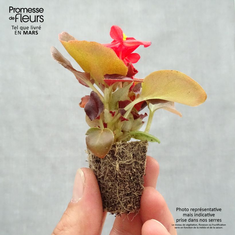 Spécimen de Begonia semperflorens Organdy en mélange Jardimotte : motte 3,8 cm x 3,2 cm en plaque de culture par 16 tel que livré au printemps