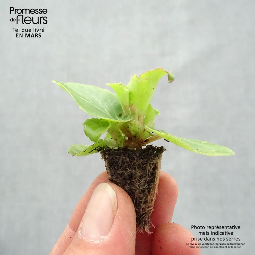Spécimen de Begonia semperflorens Organdy en mélange Minimotte : motte 2,2 cm x 2 cm en plaque de culture par 35 tel que livré au printemps
