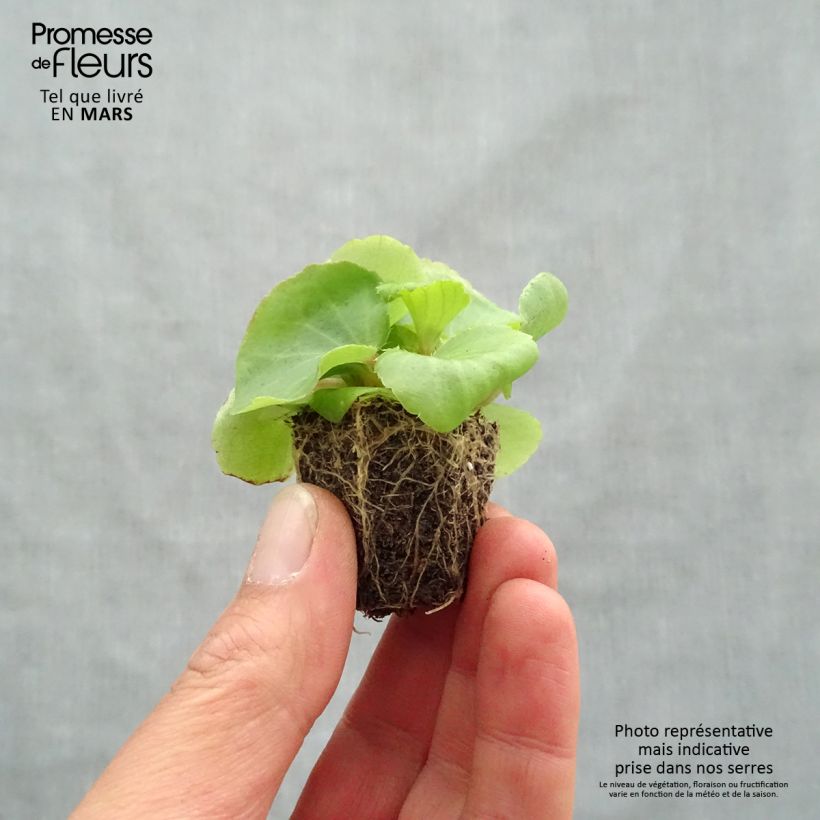 Example of Bégonia semperflorens Super Olympia Rose Jardimotte : motte 3,8 cm x 3,2 cm en plaque de culture par 16 as you get in printemps