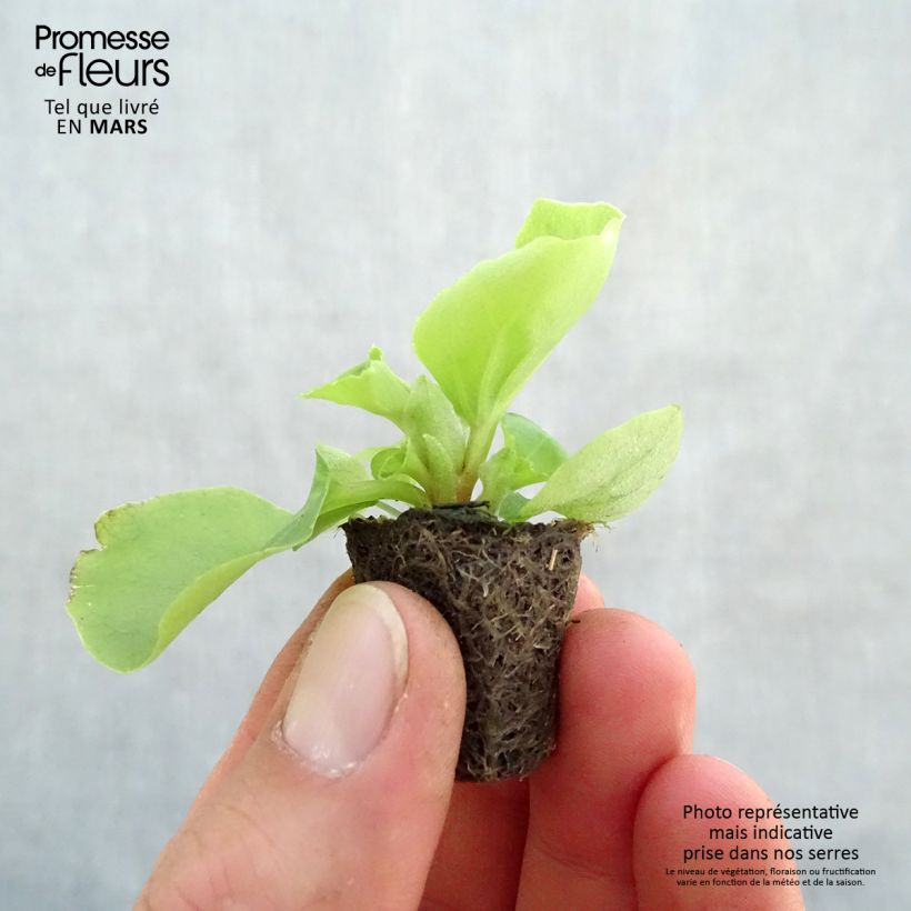 Spécimen de Bégonia semperflorens Super Olympia blanc Mini-motte Ø 3/4 cm tel que livré au printemps