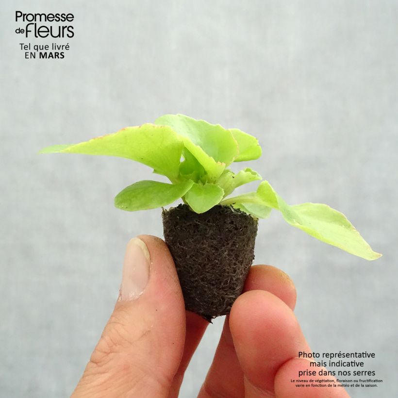 Example of Bégonia semperflorens Super Olympia rouge Mini-motte Ø 1,5/2,5 cm as you get in printemps