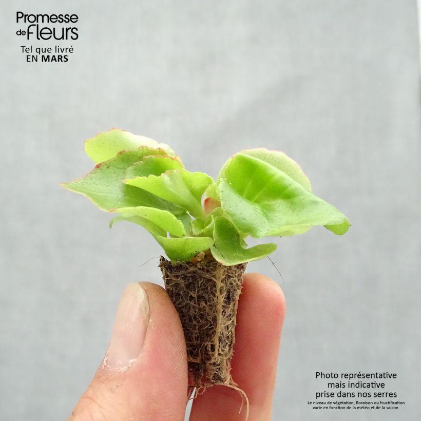Example of Bégonia semperflorens Super Olympia rouge Minimotte : motte 2,2 cm x 2 cm en plaque de culture par 35, Plant vert d'environ 5 à 10 cm de hauteur as you get in printemps