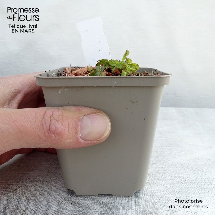 Spécimen de Benoîte Alabama Slammer Godet de 8/9 cm tel que livré au printemps