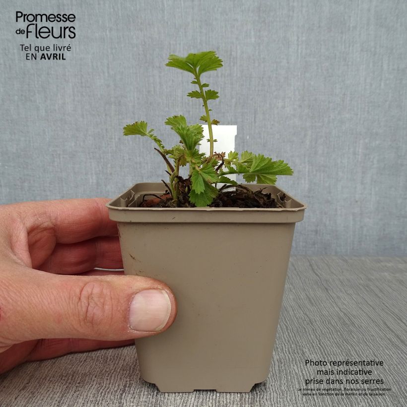 Spécimen de Benoîte Fire Storm Godet de 8/9 cm tel que livré au printemps