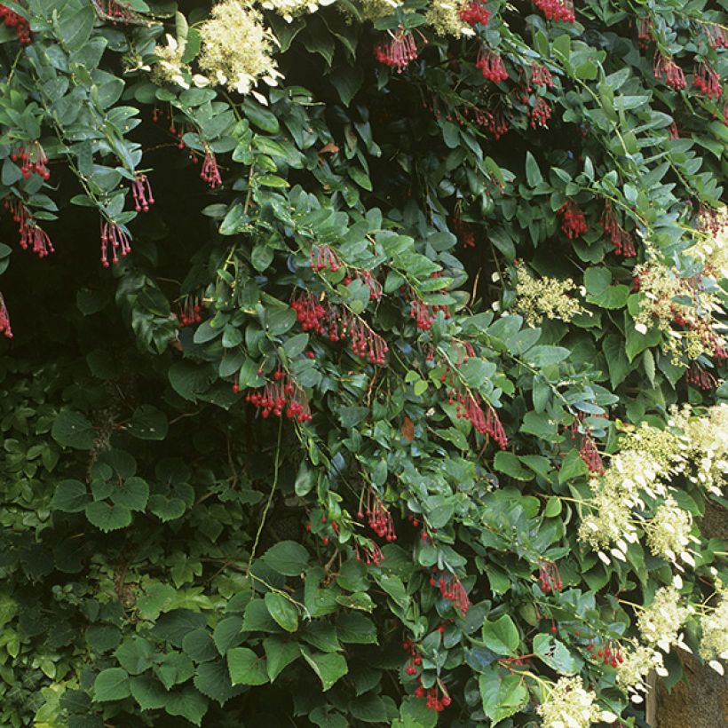 Berberidopsis corallina - Plante Corail (Port)