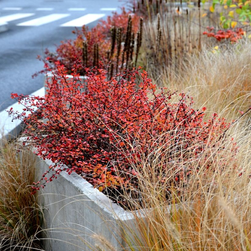 Berberis (x) thunbergii Orange Ice - Epine-vinette (Port)
