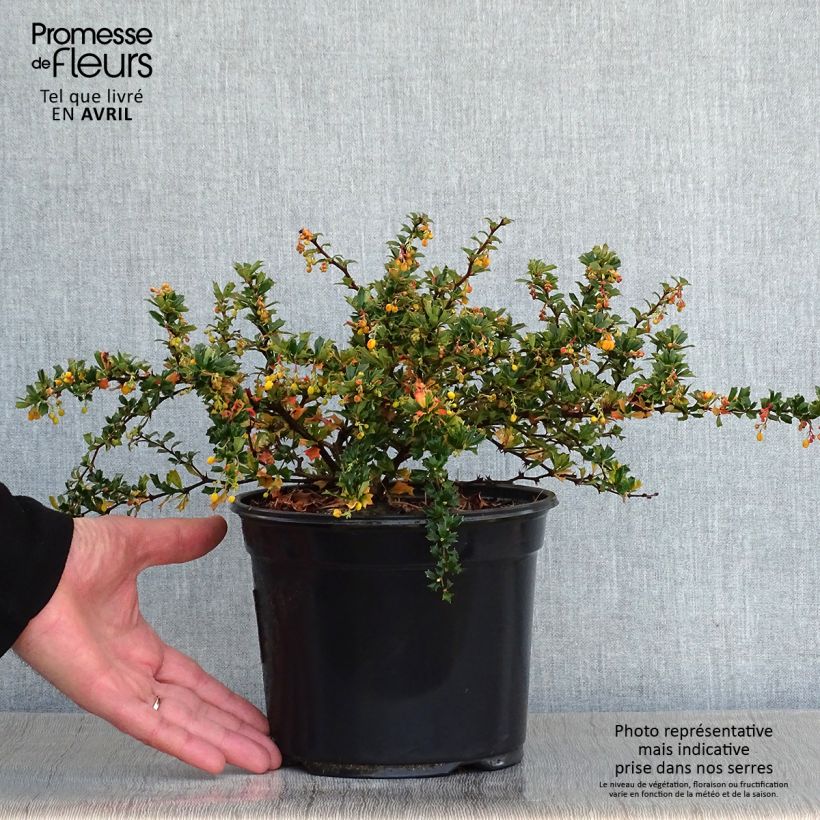 Example of Berberis darwinii Compacta - Épine-vinette Pot de 3L/4L as you get in printemps
