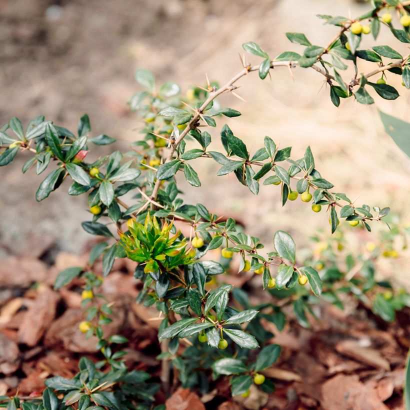 Berberis darwinii Compacta - Épine-vinette (Plant habit)