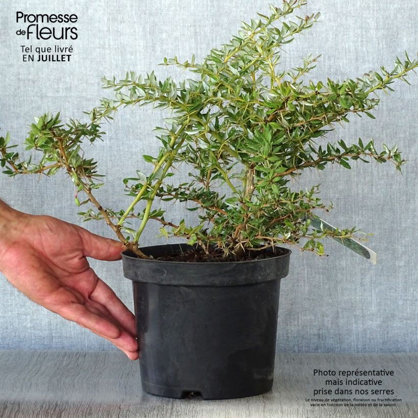 Spécimen de Berberis frikartii Amstelveen - Epine-vinette de Frikart. Pot de 2L/3L tel que livré en été