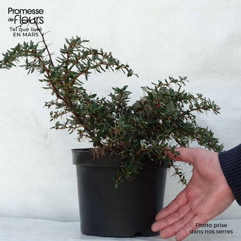 Spécimen de Berberis hybrido-gagnepainii Chenaultii - Épine-vinette Pot de 2L/3L tel que livré au printemps