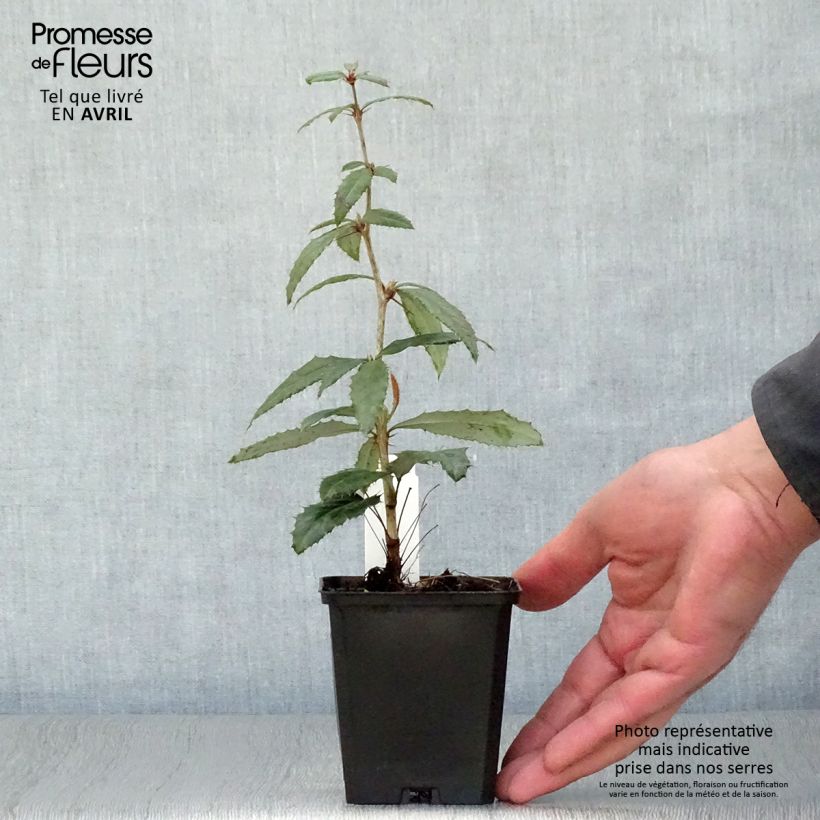 Spécimen de Berberis julianae - Epine-vinette de Saint Julien Godet de 8/9 cm tel que livré au printemps