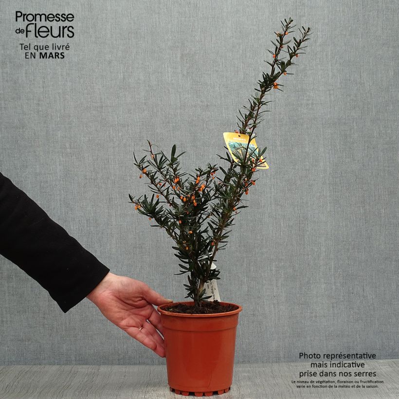 Spécimen de Berberis linearifolia Orange King - Epine-vinette Pot de 3L/4L tel que livré au printemps