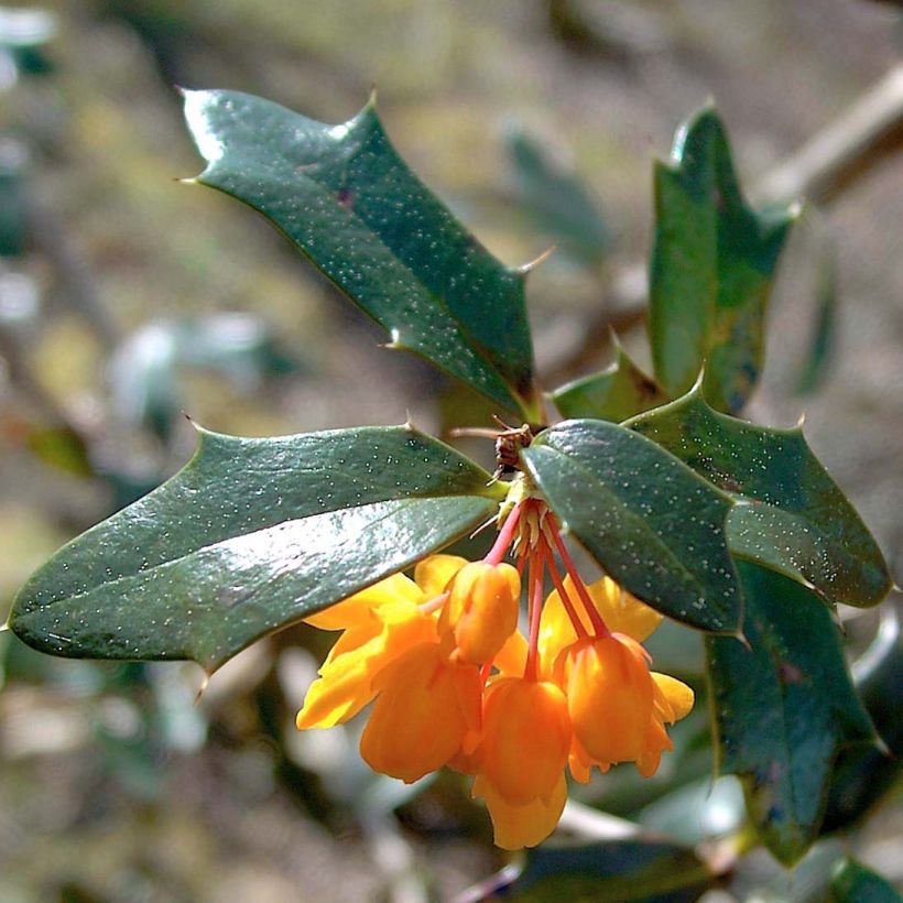 Berberis lologensis Apricot Queen - Epine-vinette. (Foliage)