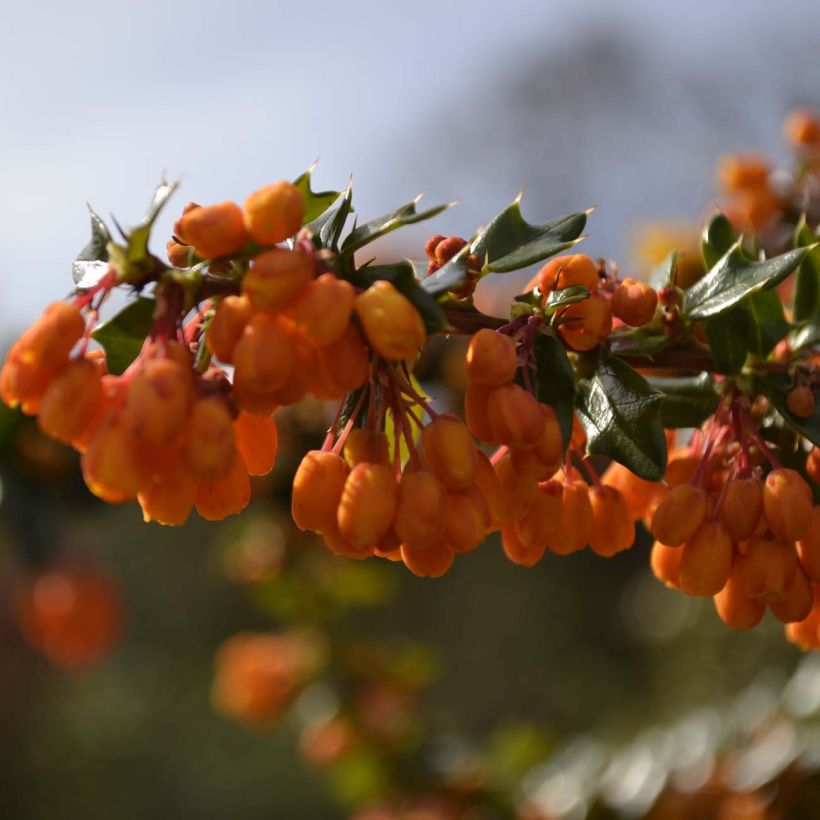 Berberis lologensis Apricot Queen - Epine-vinette. (Flowering)