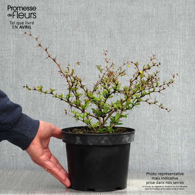 Spécimen de Berberis media Parkjuweel - Épine vinette Pot de 2L/3L tel que livré au printemps