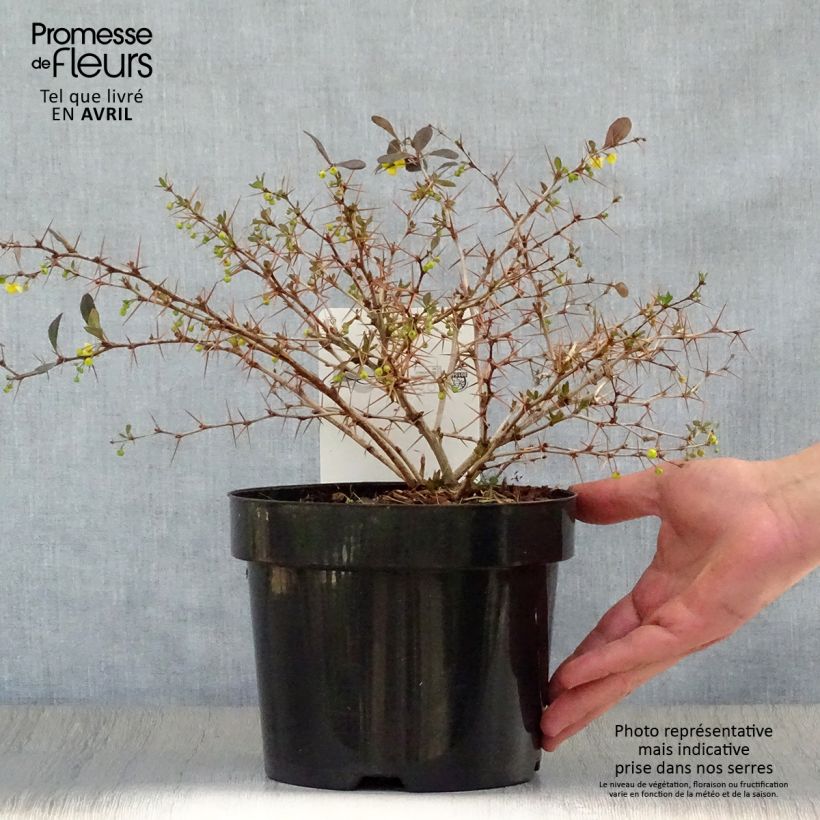 Spécimen de Berberis media Red Jewel - Epine-vinette Pot de 3L/4L tel que livré au printemps