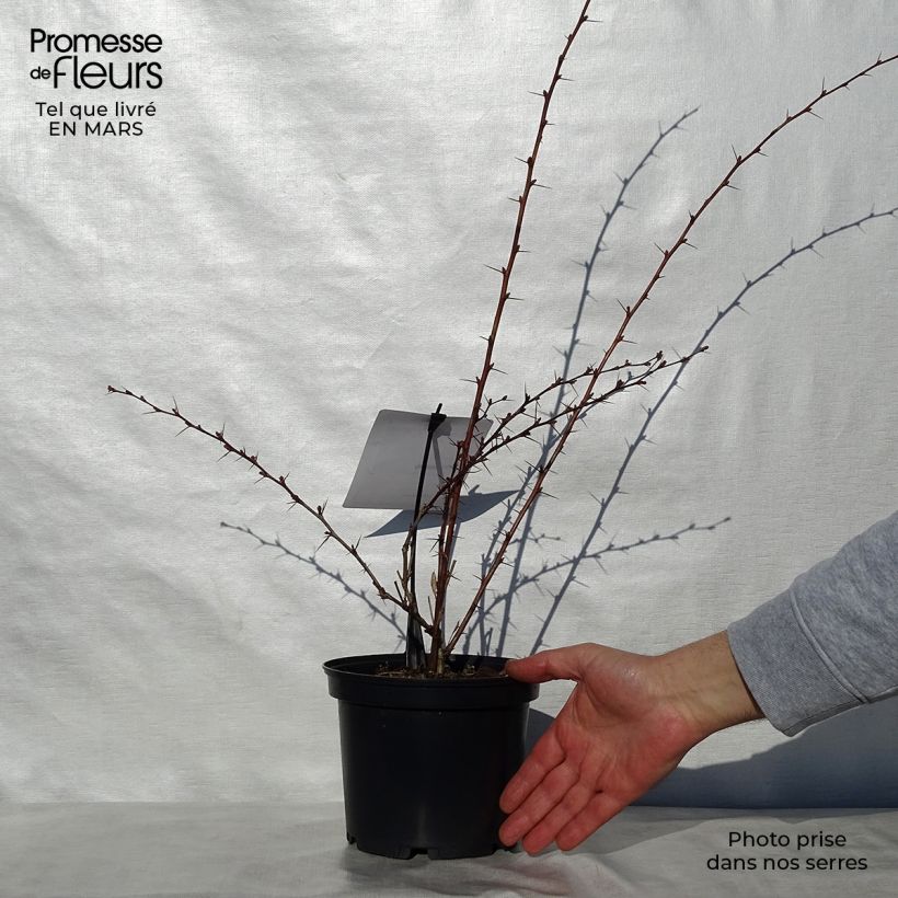 Spécimen de Berberis ottawensis Auricoma - Epine-vinette. Pot de 3L/4L tel que livré au printemps
