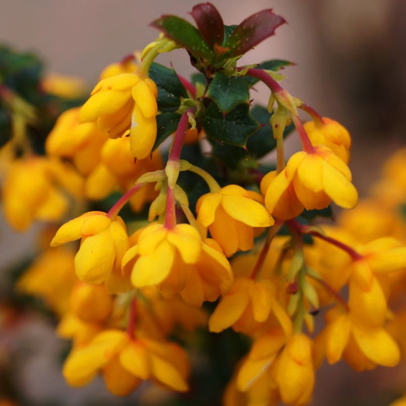 Berberis stenophylla Corallina Compacta (Floraison)