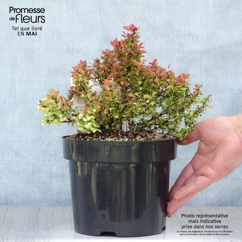 Spécimen de Berberis thunbergii Admiration Pot de 2L/3L tel que livré au printemps
