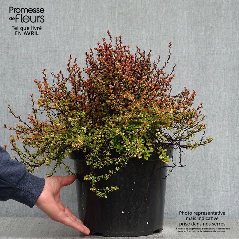 Spécimen de Berberis thunbergii Admiration Pot de 7,5L/10L tel que livré au printemps