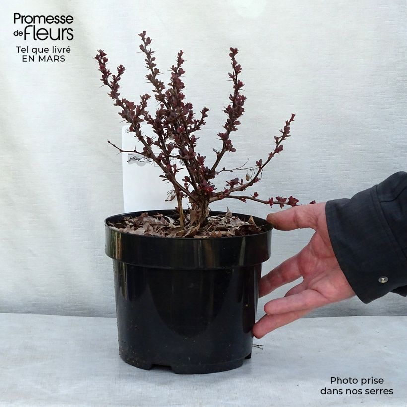 Spécimen de Berberis thunbergii Atropurpurea Nana - Epine-vinette Pot de 2L/3L tel que livré au printemps