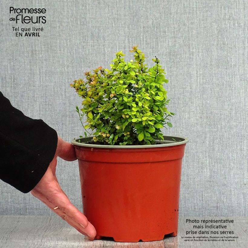 Spécimen de Berberis thunbergii Bonanza Gold - Épine-vinette de Thunberg  Pot de 2L/3L tel que livré au printemps