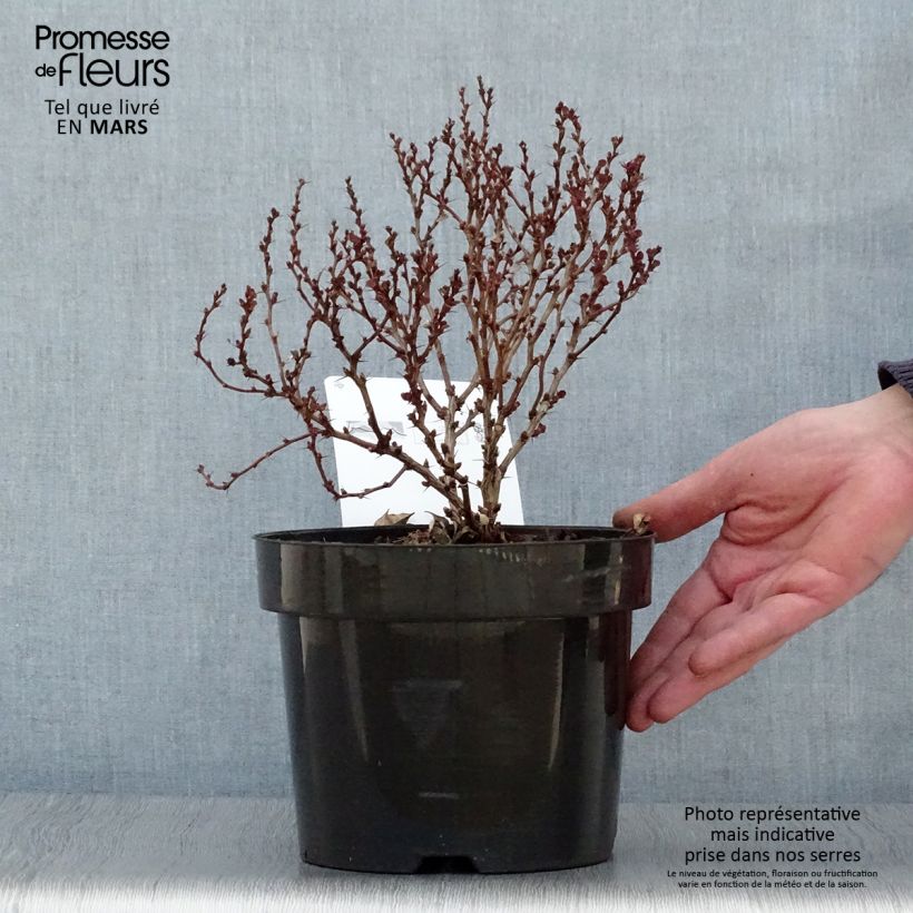Spécimen de Berberis thunbergii Concorde - Épine-vinette Pot de 2L/3L tel que livré au printemps