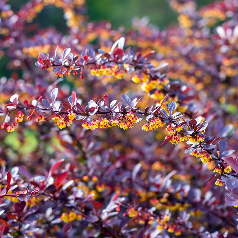 Berberis thunbergii Concorde - Épine-vinette (Floraison)