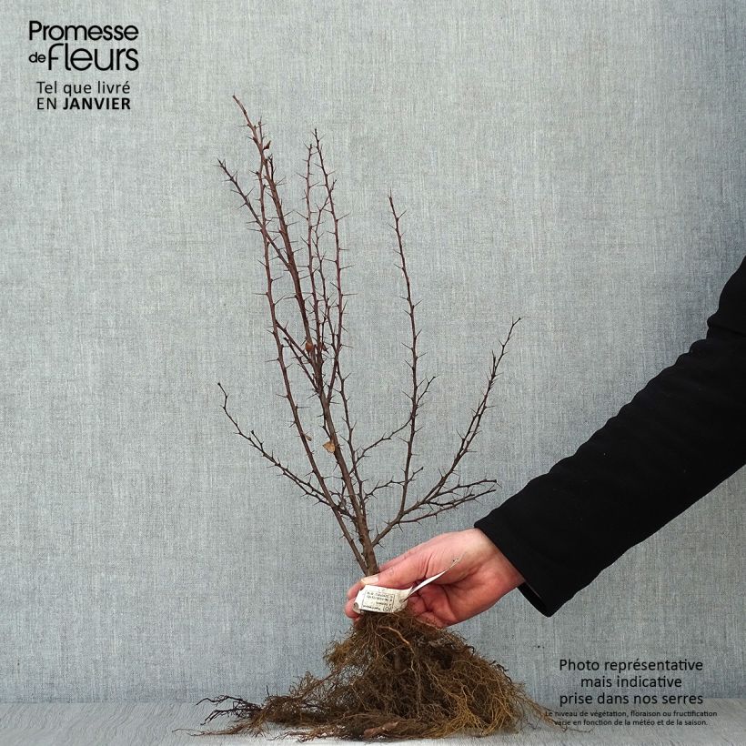 Spécimen de Berberis thunbergii - Epine-vinette de Thunberg  Racines nues tel que livré en hiver