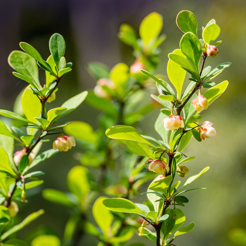 Berberis thunbergii Erecta - Epine-vinette (Flowering)