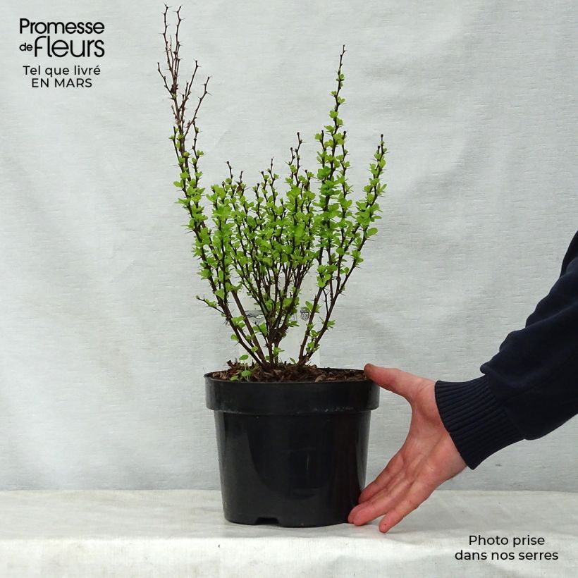 Spécimen de Berberis thunbergii Golden Rocket - Epine-vinette  Pot de 2L/3L tel que livré au printemps