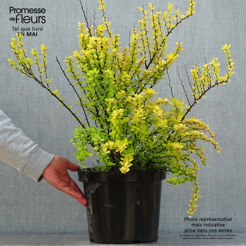 Spécimen de Berberis thunbergii Golden Rocket - Epine-vinette  Pot de 7,5L/10L tel que livré au printemps