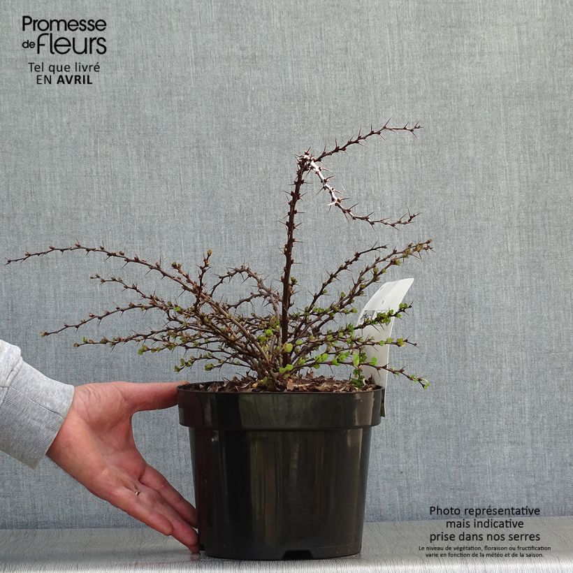 Spécimen de Berberis thunbergii Green Carpet - Epine-vinette Pot de 3L/4L tel que livré au printemps