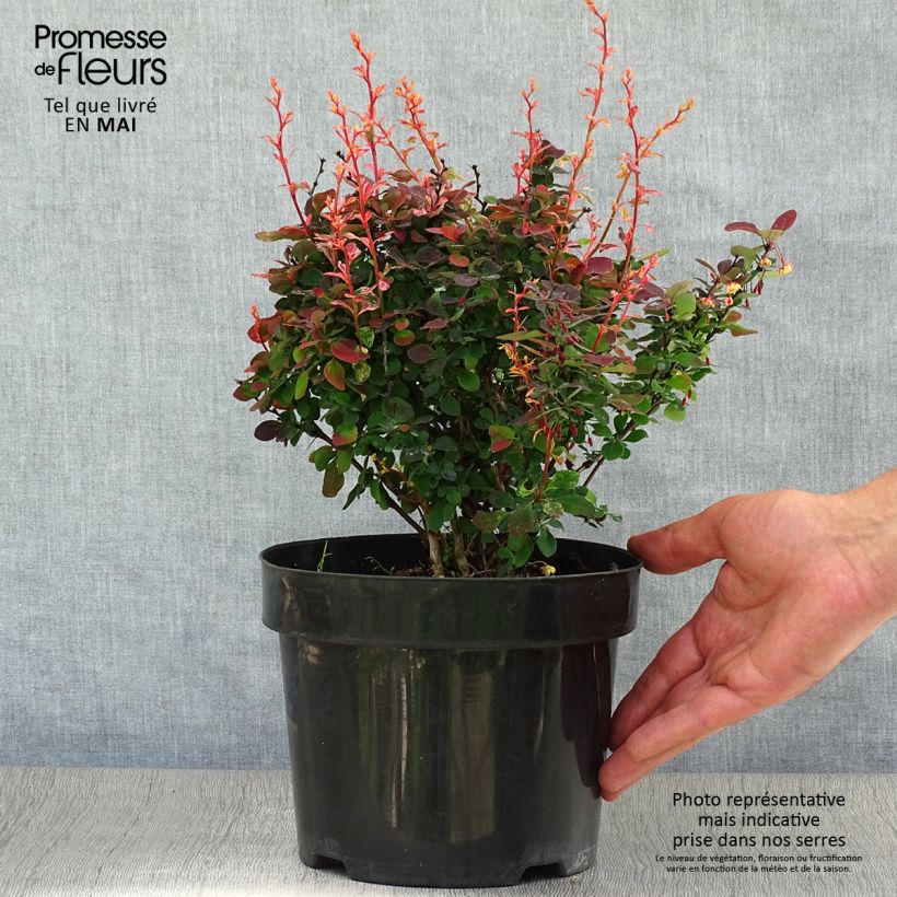 Spécimen de Berberis thunbergii Inspiration - Épine-vinette Pot de 2L/3L tel que livré au printemps