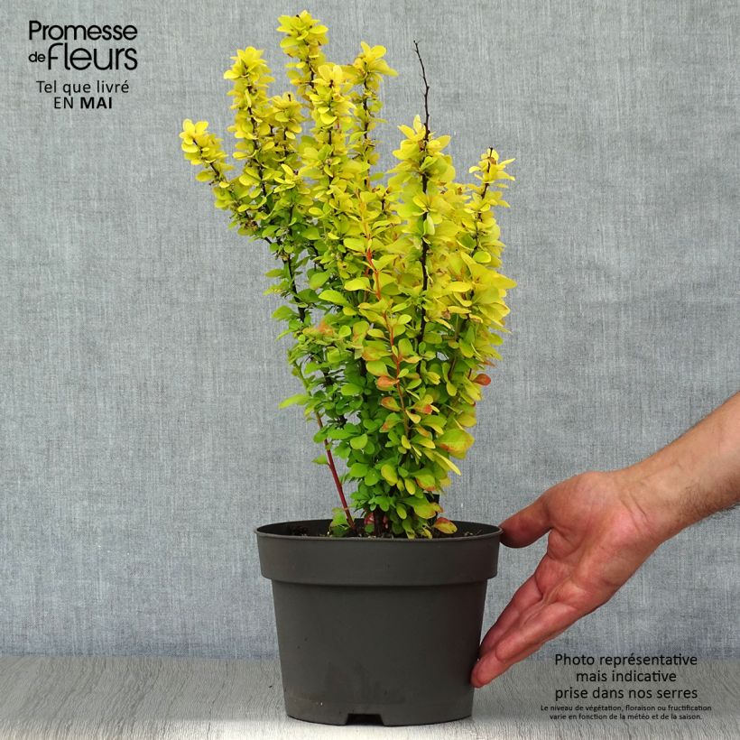 Spécimen de Berberis thunbergii Maria - Épine-vinette Pot de 2L/3L tel que livré au printemps