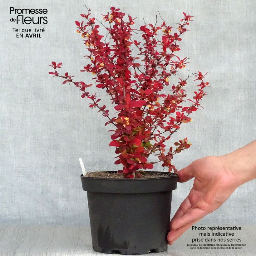Example of Berberis thunbergii Orange Rocket - Epine-vinette Pot de 3L/4L as you get in printemps