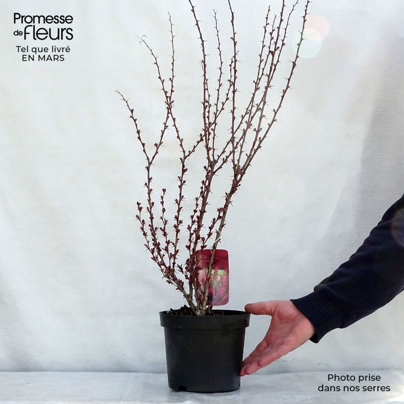 Example of Beberis thunbergii Red Rocket - Epine-vinette Pot de 2L/3L as you get in printemps