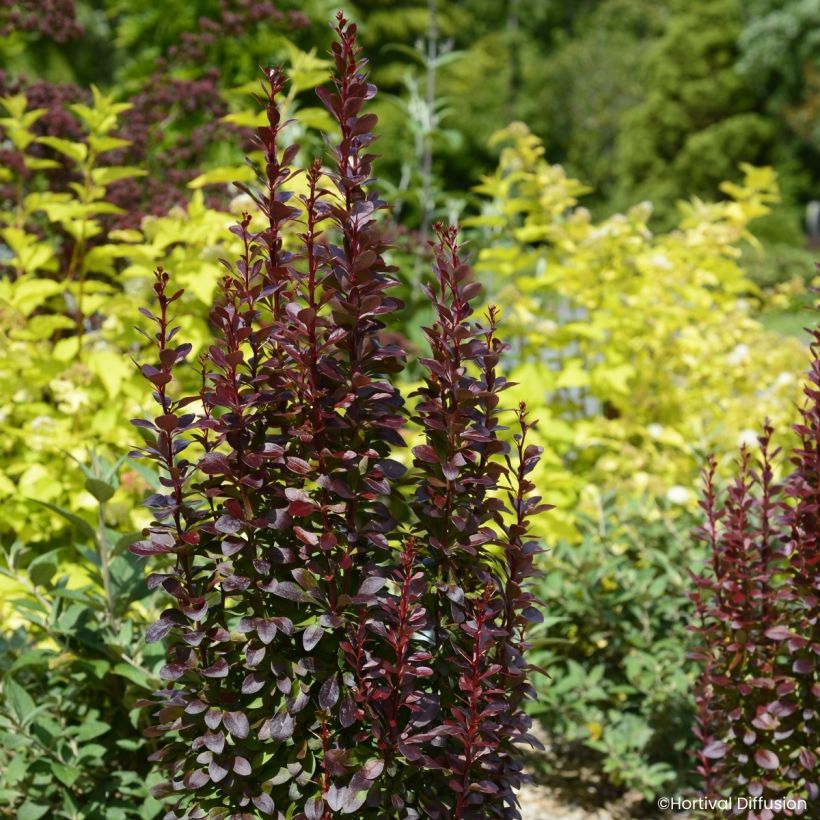 Berberis thunbergii Red Torch - Epine-vinette (Port)
