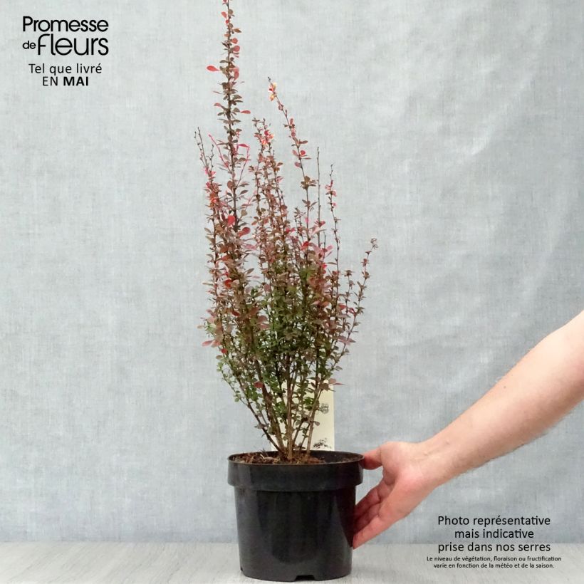 Spécimen de Berberis thunbergii Rosy Rocket Pot de 2L/3L tel que livré au printemps