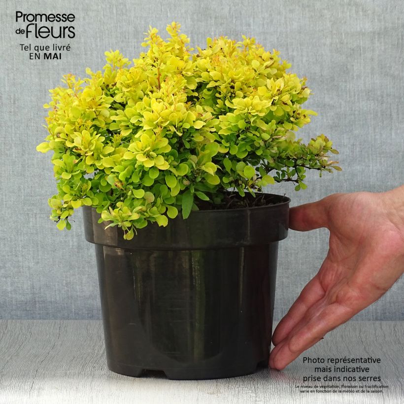 Spécimen de Berberis thunbergii Tiny Gold - Epine vinette Pot de 2L/3L tel que livré au printemps