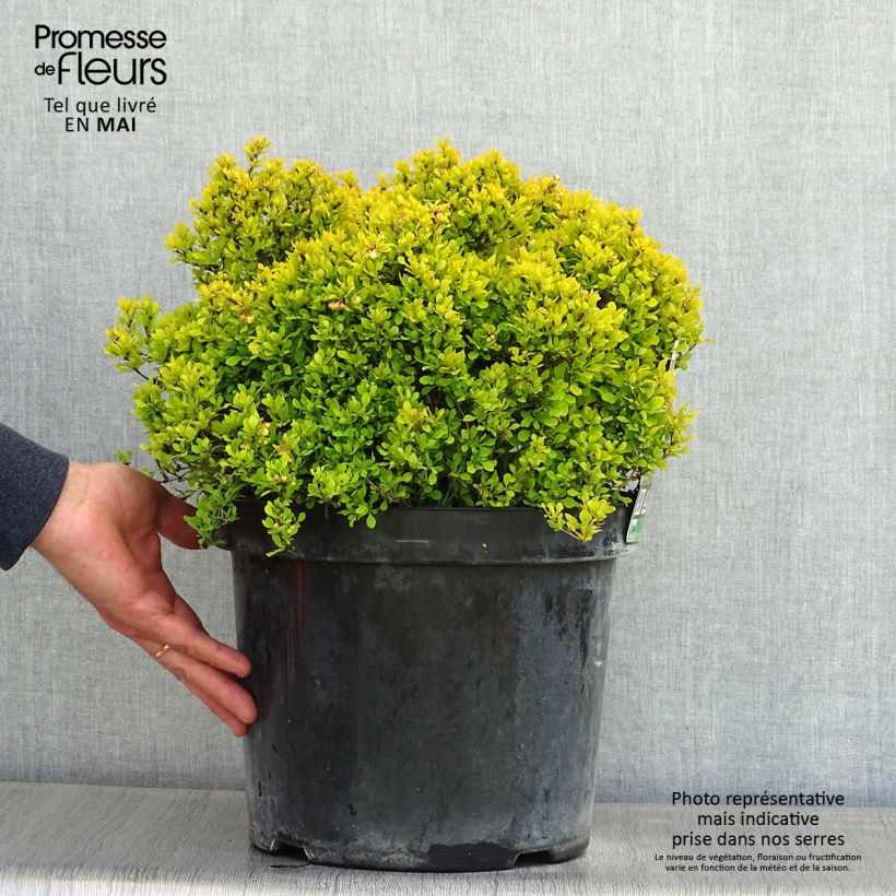 Spécimen de Berberis thunbergii Tiny Gold - Epine vinette Pot de 7,5L/10L tel que livré au printemps